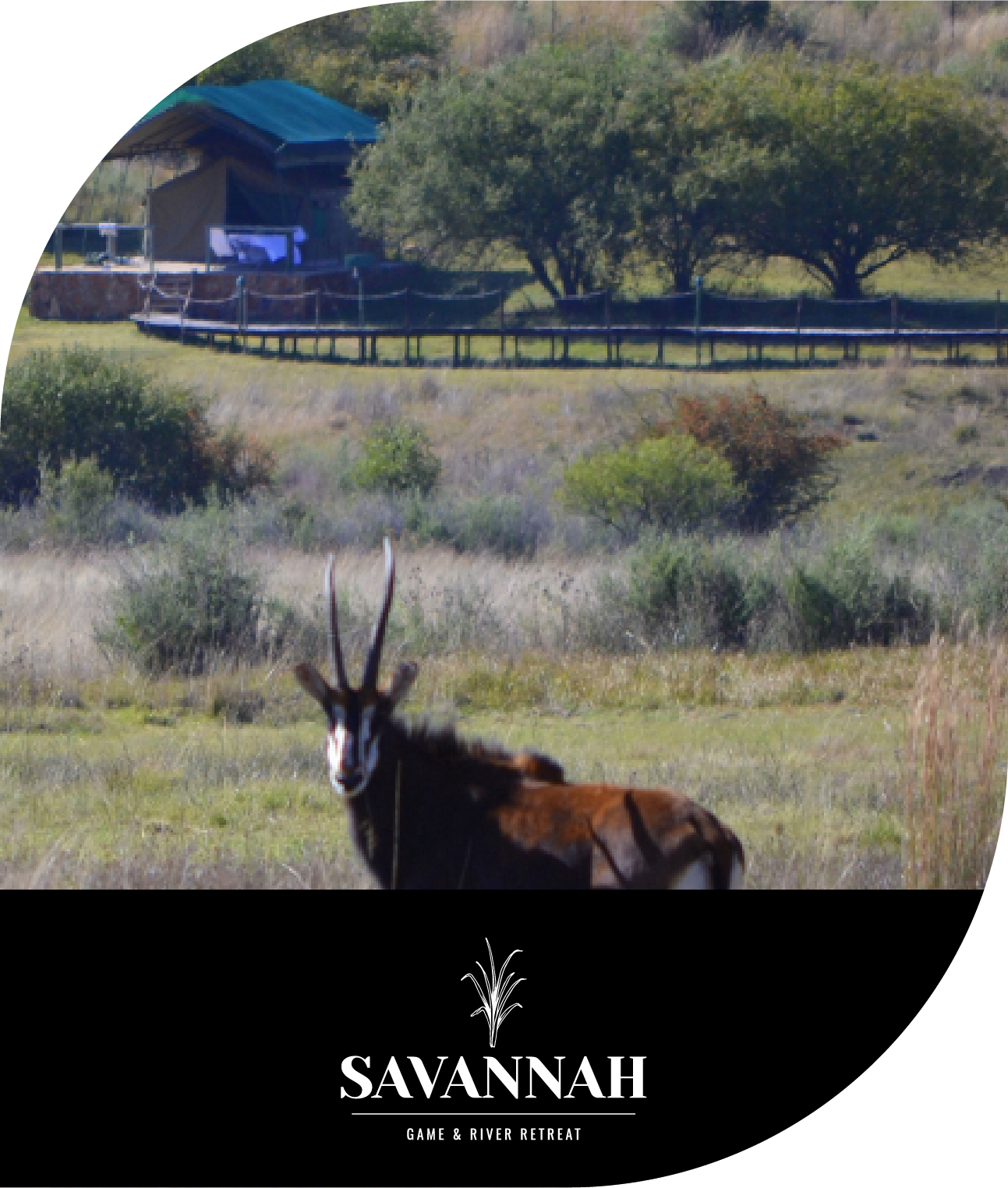 savannah image